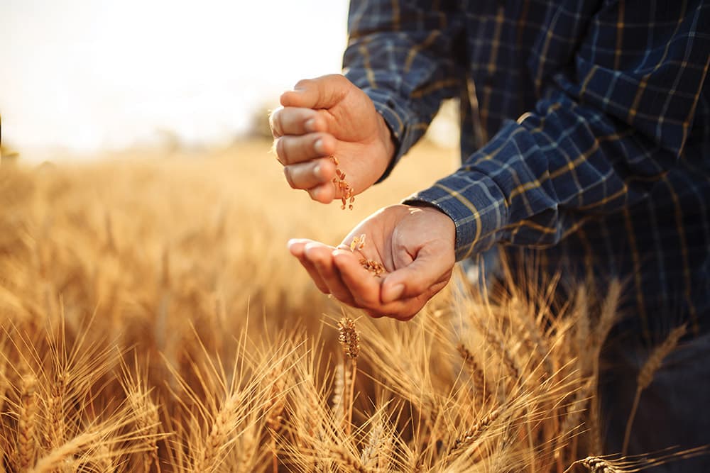 Georgian Wheat