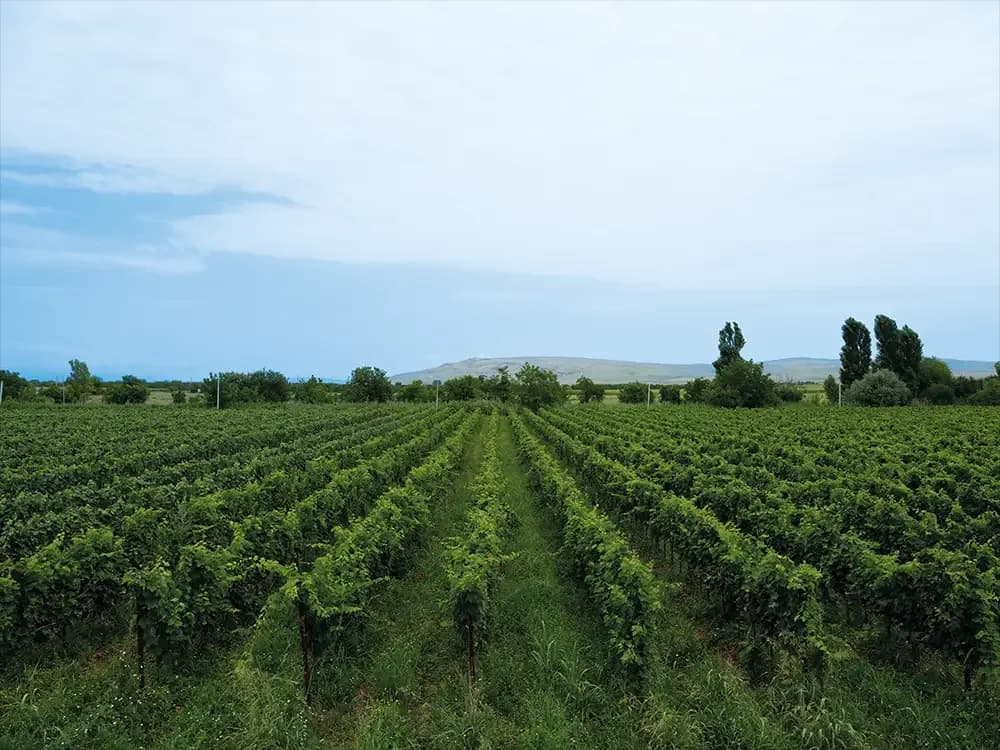 Georgian winemaking history